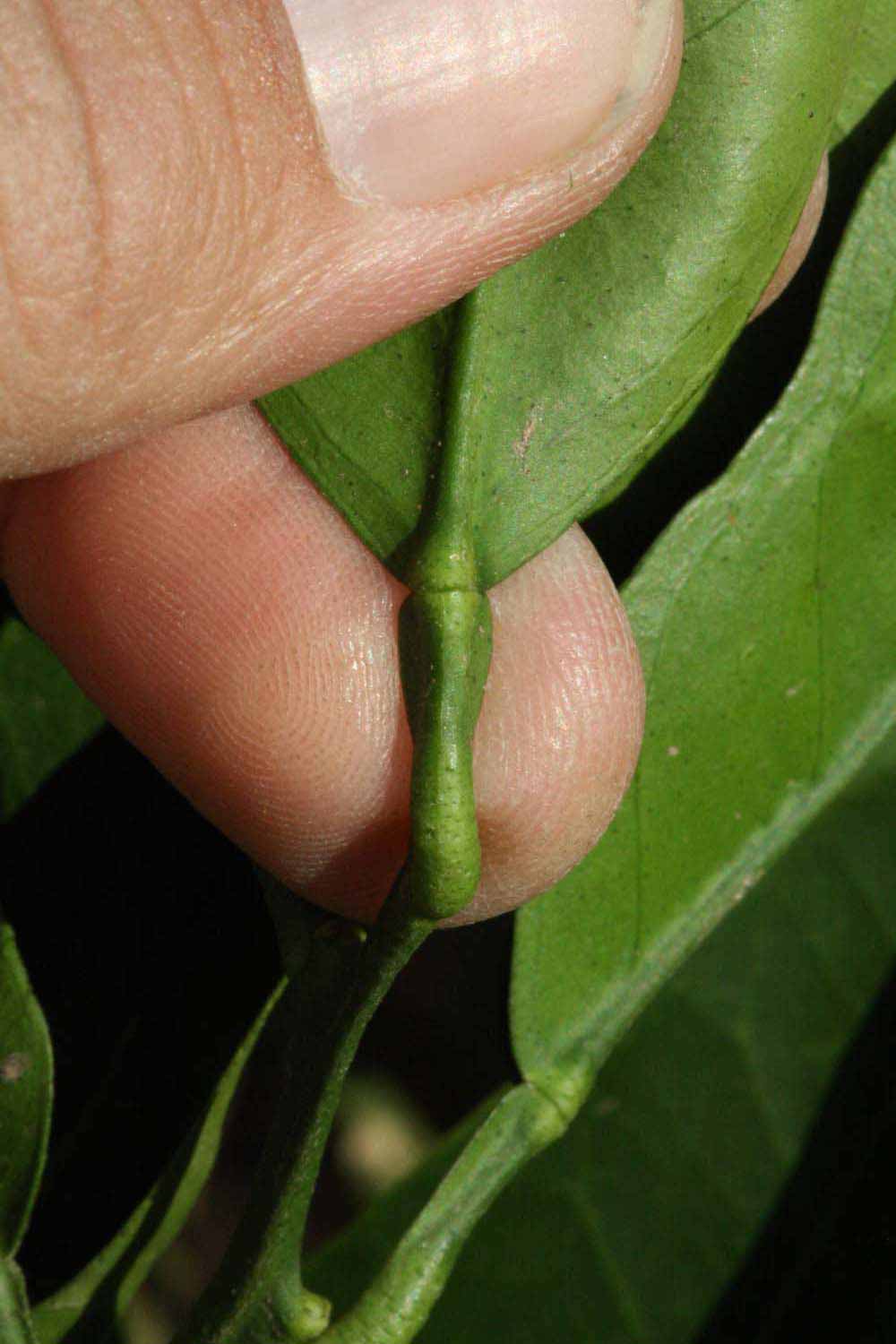              Petiole (Riverside, CA)       